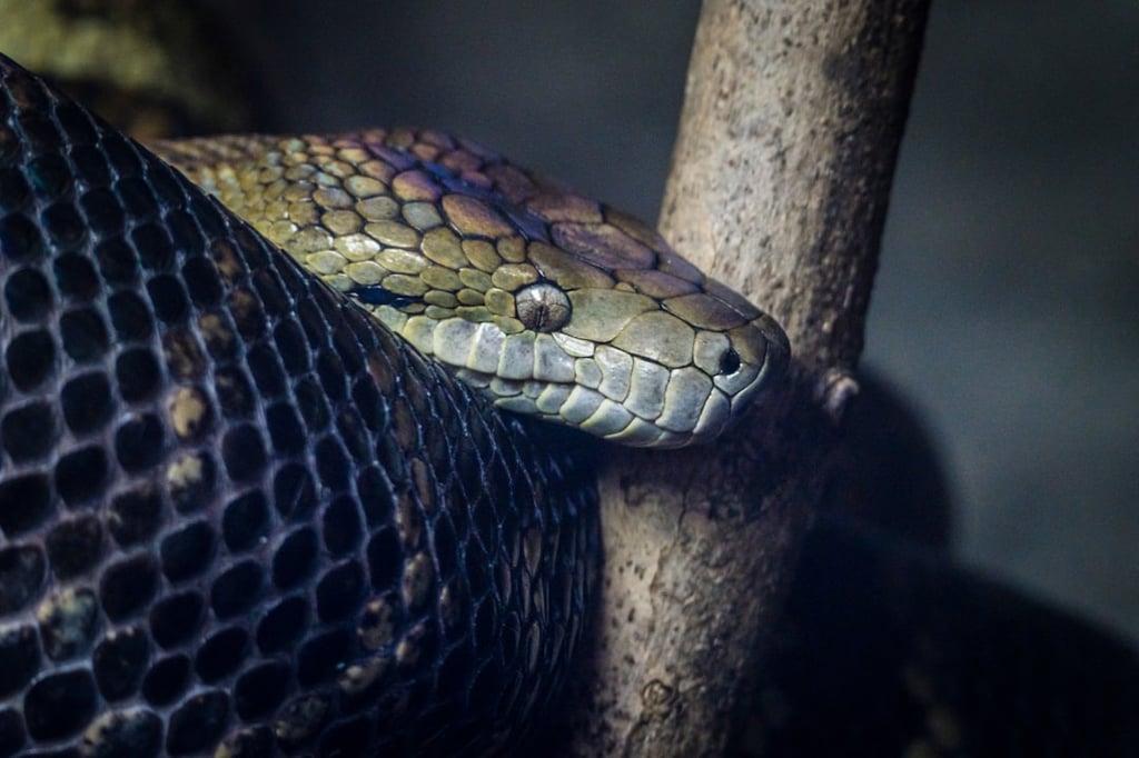 Phishing Campaign Targets PyPI Maintainers with Fake Login Site
