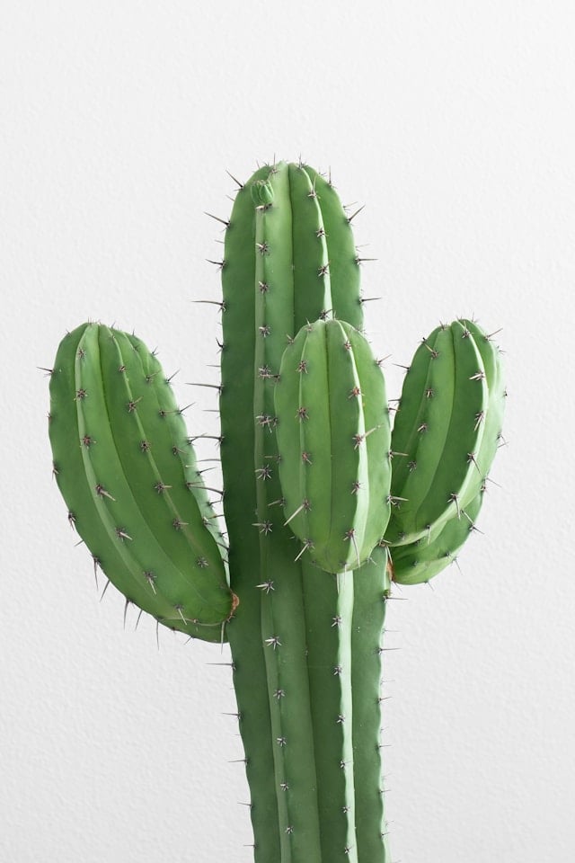 Command Execution Risk Found in Cacti’s SNMP Handling