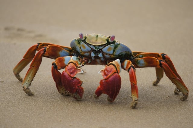 Hundreds of Malicious Skills Found in OpenClaw’s ClawHub