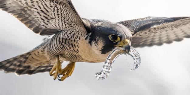 CrowdStrike Disrupts Glassworm Supply Chain Botnet 